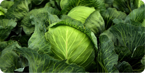 Fresh Vegetables Introduction